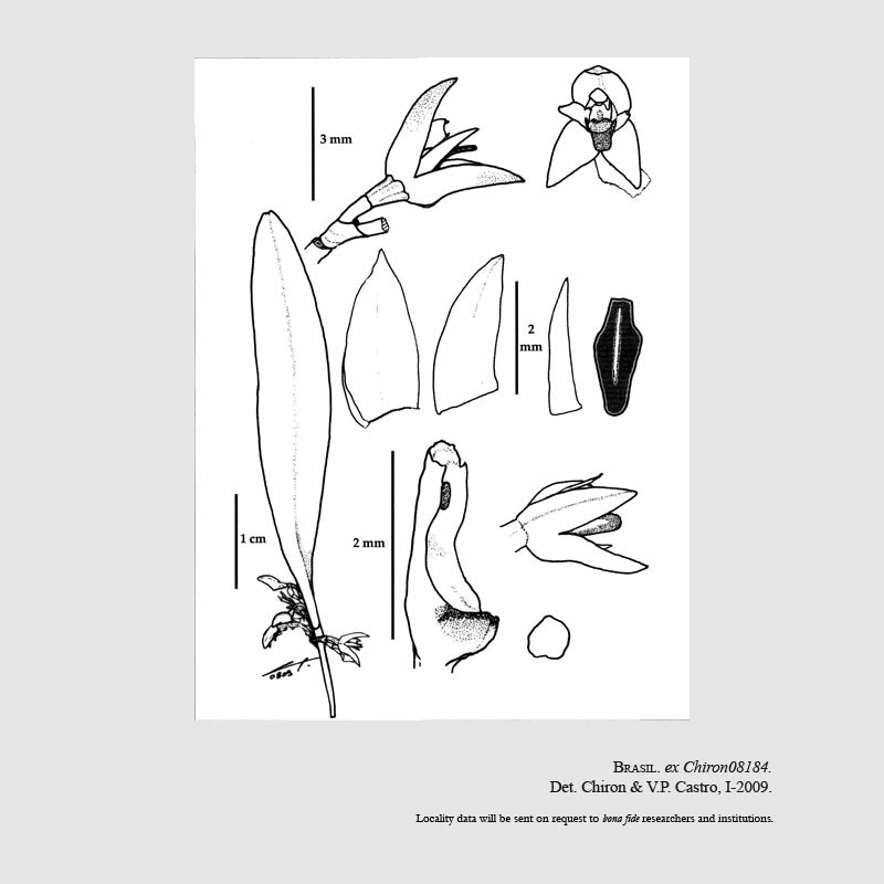 Anathallis bolsanelloi